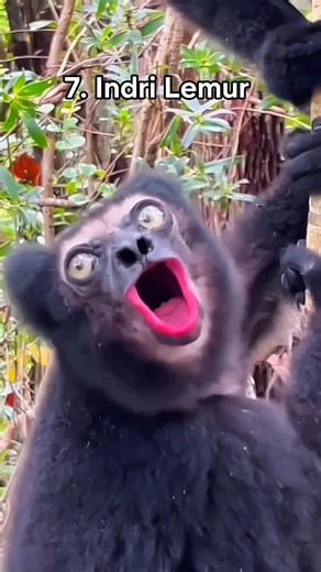 Funny Animal Sounds #animals #sounds #nature