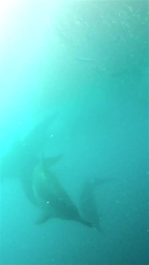 Big Shark Cruises Past Bait Ball On Sardine Run #sardinerun #sharks #southafrica GoPro | White Shark Ocean