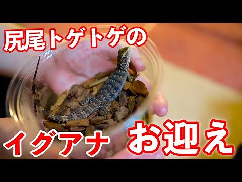 新年一発目！超かっこいい小型のイグアナをお迎え！