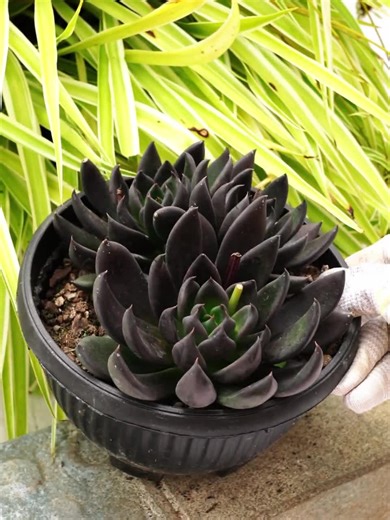 Echeveria Black Knight - Succulent - Etsy
