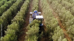 Olive Harvester passing over rows of Olive Trees and softly shaking and detaching the olives off the branches, Top down aerial footage of the process.