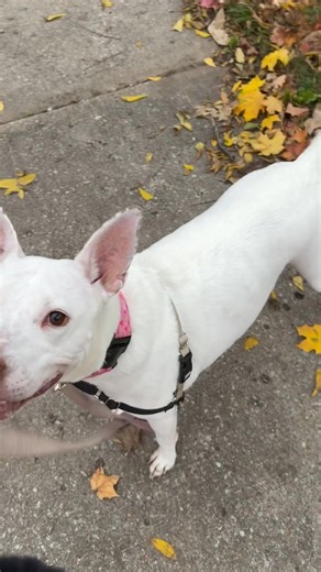 Training Tip: When walking your dog, use the finger lock method to prevent a scary “oops, the leash slipped!” moment. Place your pointer finger or thumb through the loop and hold the rest in your hand at your side. You can then use your other hand if needed to hold the leash farther down. If your dog pulls, it’s not slipping! If you listen closely, Jenny burps in this video - don’t judge her! | Empawthetic Dog Training | Facebook