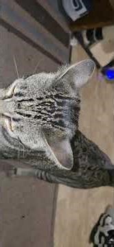 Plain fetch with a cat.Does he bring the ball back?