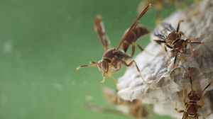 What is Anaphylaxis?