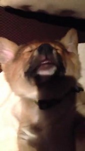 Corgi after his first day of work | Late Night Viral Videos
