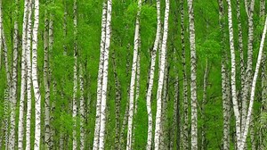 Beautiful forest green and white birches 4K. Trees, woods, branches, bark, leafs, fresh, grove, taiga, flora, day, park, nature, spring, land, wind, peace, calm, scene, motion, ultra hd. ProRes 422 HQ