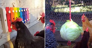 23 clever and inexpensive DIY’s for people who raise chickens