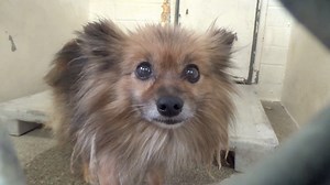 ADOPTED - moved to SAFE Album on 10/10 A5324747 ✰ TANDY -10/07/19- 😍🔷SAVE a LIFE!! ❤️ Please FOSTER or ADOPT! 🔷😍 🚨 Shelter is Filling up! 🚨 This sweet baby had no tag or chip. Please SHARE for her life, she's SO precious and a FOSTER or ADOPTER would save her. Thanks! #A5324747 My name is TANDY and I'm an approximately 7 year old female Pomeranian. I am not yet spayed. I have been at the Carson Animal Care Center since 10/6. I will be available on 10/10. You can visit me at my temporary ho