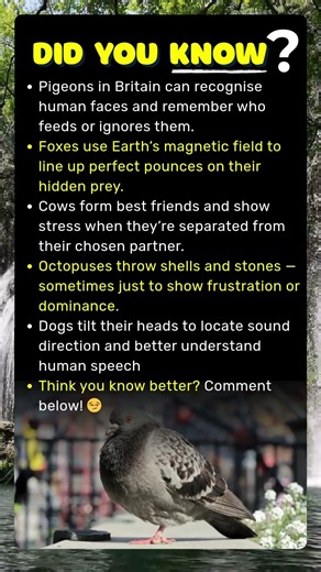 Strange Animal Behaviours Explained by Science