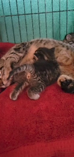 8.2K views · 80 reactions | Barthalomew update! These stories capture our hearts and they have captured the heart of one person who would like to make sure we have enough funding to help every kitten in 2024. A $20,000 match is challenging all of us to pitch in and match the $20,000. I know we can do this and the kittens and puppies are counting on all of us to make "change" Please donate to help us reach this goal!!! www.campcompanion.org/donate/ | Camp Companion | Facebook