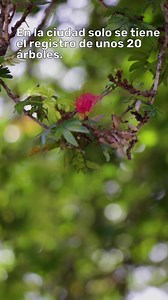 ¿Conoces el carbonero de Medellín? 🌳 Es un árbol nativo de nuestra ciudad, con hojas pequeñas y llamativas flores rojas🎋🍃. En la #Ecociudad reconocemos su importancia ecológica y forestal y por eso cuidamos esta especie patrimonial💚. | Alcaldía de Medellín