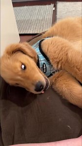 396K views · 10K reactions | Derp mode activated | Butter The Golden Pup | Facebook