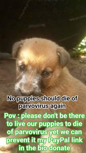 URGENT LIVE 🚨 Help Save My puppies 🐶💔 Need $300 for Parvovirus Treatment