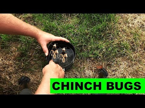 How to detect and kill chinch bugs in the lawn