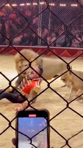 Lion Attacks Trainer During Circus Performance A terrifying moment unfolded when a lion suddenly turned on its trainer in the middle of a live circus show. What was supposed to be an exciting performance quickly turned chaotic before the team stepped in to stop the attack. This video captures the intense scene inside the circus arena. #Lion #LionAttack #CircusShow #AnimalTrainer #ScaryMoment #WildAnimals #DangerousSituation #CommunityEvent #Georgia #Ontario #NovaScotia #Alberta #FamilyFun #Wildl