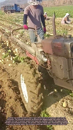 Scientific Principles of Mechanical Potato Harvesting Systems