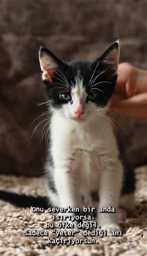 Kedin Seni Neden Isırıyor Sebebi Bu 😼 #cat #kediler #kedi