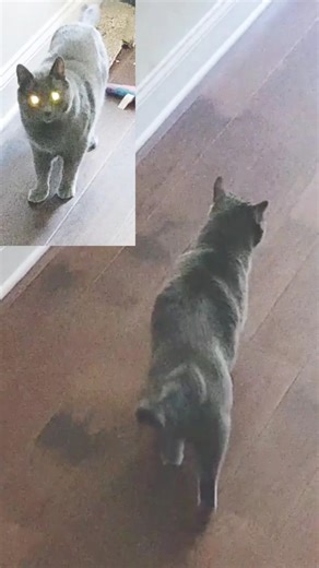 why does my cat meow so much cat won't shut up #shorts #viral #youtubeshorts #ytshort #trending #cat