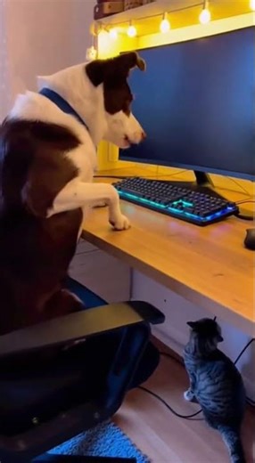 Dog’s Game Interrupted by Sneaky Cat! #funnyanimals #relatable