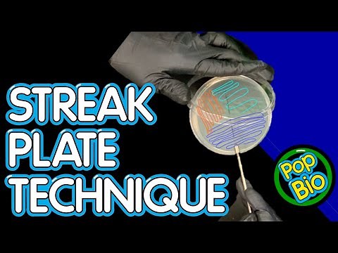 How to Perform Streak Plate Technique for the Isolation of Individual Colonies