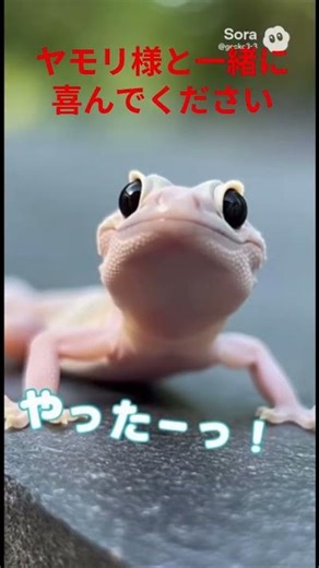 ニホンヤモリ様と喜びを分かち合おう①あなたも一緒に「やったー」と言ってみよう。驚きの効果は説明欄に #ai動画 #ショートコント #喜び