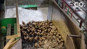 6.5K views · 21 reactions | How do sugar beets turn into table sugar? Check it out below. And coming Thursday, learn more about the Northern Colorado sugar beet industry — and how Colorado's first cash crop is making a comeback. | The Coloradoan | Facebook