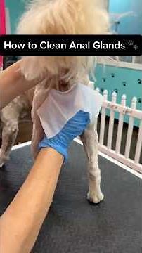 How to Clean Dog’s Anal Glands #doggrooming #dogcare