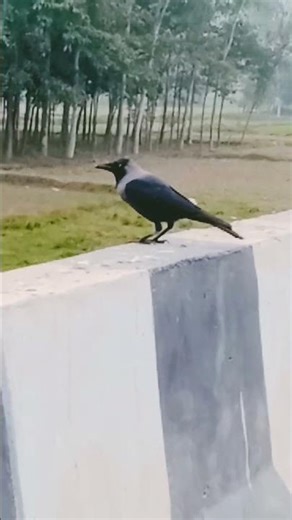 vilog hai #ramod_raj #xyzofficial #comedyvideos #funny #crazz #ramodofficial #love #c😂🤣😂