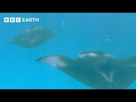 The Biggest Frenzy of All Life on Earth | How Nature Works | BBC Earth Science