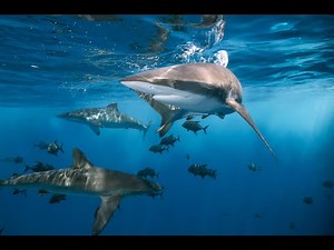 Beautiful Freshwater Fishes in The World/ Relaxing Video