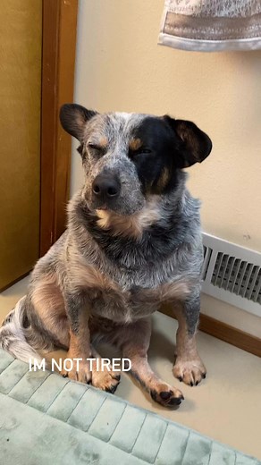 Poor Monty 😂 #doglover #bluey #australiancattledog #funnydogvideos #blueheeler #rescuedogsofinstagram #cutedog | Monty the Cuddle Dog
