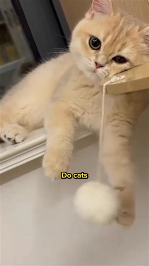 What cats secretly do at home 🐱😅 Comment “Scratch” and I’ll DM the 🔗 to you instantly! Or simply search Scratcher Mat on our site ✨ | Cuddles & Meow