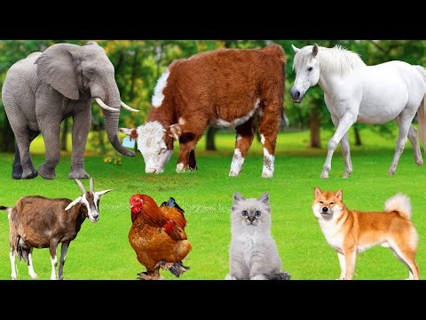Adorable Animal Sounds: Kittens, Chicks, Puppies, Pig, Cow, Sheep, Horse, Tiger, Duck – Animal World