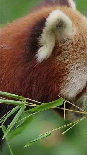 Red Pandas Facts : Diet, Behavior, and Unique Features