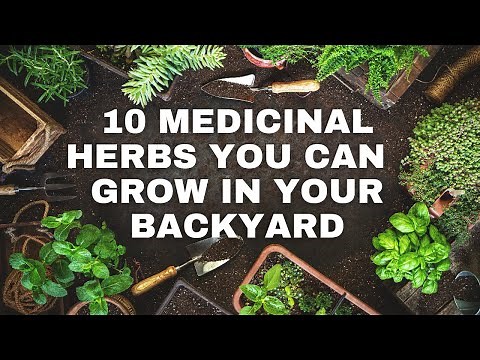 Common Medicinal Herbs: 10 Powerful Medicinal Plants you can grow!