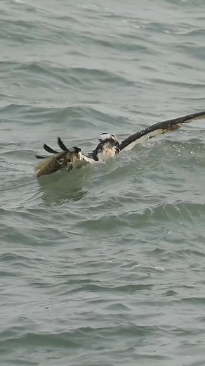 1.2K views · 1.6K reactions | NEVER GIVE UP | Mambo Mambo | Facebook