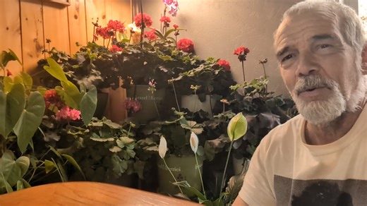 Conserver ses géraniums en fleurs durant l'hiver, c'est facile et on peut même se faire une multitude de boutures. Voici comment. Partie 1 | Serge Fortier Horticulture et jardinage