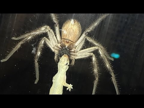 Huntsman Spider Eating Lizard Next To Family Meal