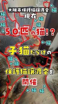 [50 Cats at Home] The House is Overflowing! Hosting a Kitten-Filled Rescue Cat Adoption Event #ca...