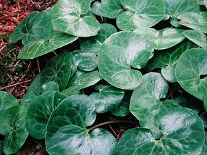 Asarum europaeum - Alchetron, The Free Social Encyclopedia