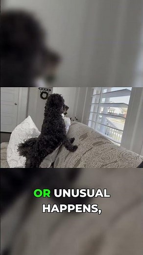 My Tiny Maltipoo: Our Unexpected Early Warning