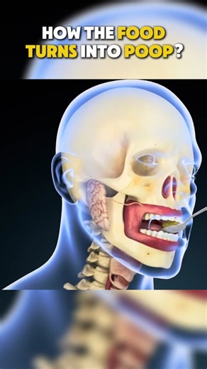 How The Food Turns Into Poop 3D Animation #food #howfoodturnstopoop #foodintopoop #foodturnsintopoop #medical3danimation #3dmedicalanimation