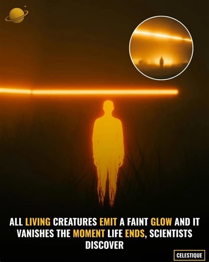 Richard Barnard on Instagram: "Every living organism emits a faint, invisible glow known as biophoton emission — a soft light far too dim for human eyes but detectable with highly sensitive instruments. This glow comes from tiny bursts of energy released as cells carry out the chemical reactions that sustain life. Plants, animals, and even human cells all produce this subtle light as long as they are alive. Scientists found that this emission follows a consistent, steady pattern while a cell is 