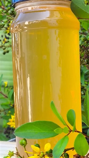 Come and have Honey in the Backyard #honey #capture #bee #gold