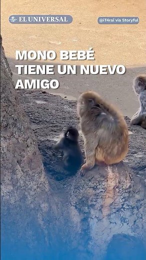 ¡Punch lo está logrando! Bebé mono ya tiene un nuevo amigo #shorts