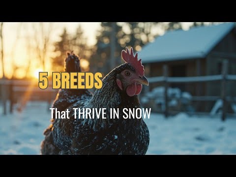 5 Cold Weather Chicken Breeds That Thrive In The Snow