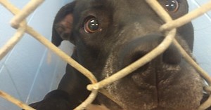 Adoptions needed to prevent euthanizing animals
