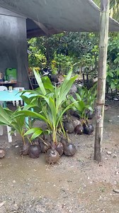 249K views · 3.3K reactions | SOURCE KO NG DWARF COCONUT SEEDLINGS… #coconut #dwarfcoconut #seedlings #farming #farmlife | Rogelio Sarenas De Vera | Facebook