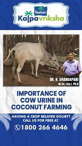 5K views · 243 reactions | Collecting cow urine and using it as a...