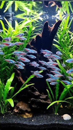 🤯 CRAZY Fish Do WHAT?! 🐠 Aquarium Secrets REVEALED! 😲